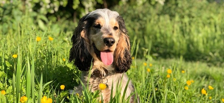 Baxter - Office Dog