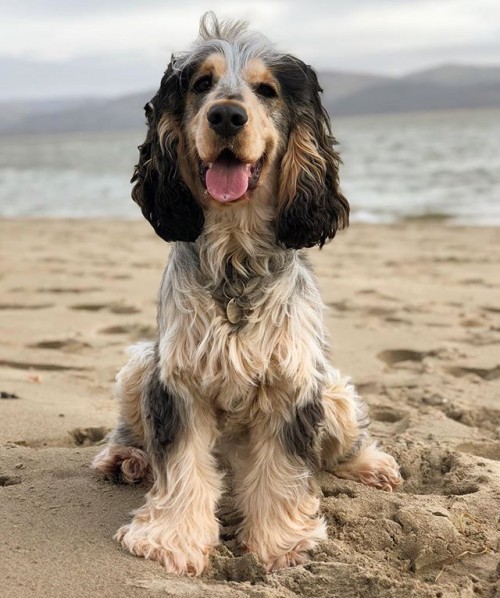 Baxter Cocker Spaniel - Loves the beach